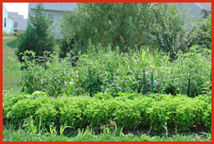 garden strip with basil in front, row of tomatoes across the back