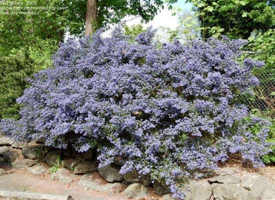 Ceanothus cultivar Puget Blue