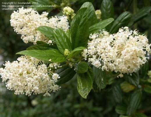 Ceanothus cultivar Snow Flurry