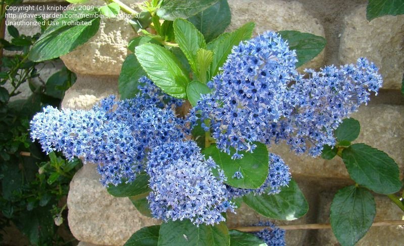 Ceanothus cultivar Trewithen Blue