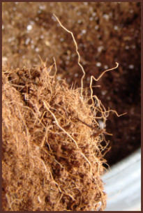 broken edge of compressed coir showing dried pulp and a few fibers