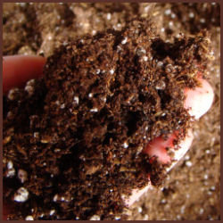 handful of potting mix with coir and rice hulls added