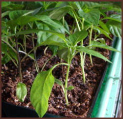 happy healthy pepper seedlings in my experimental mix