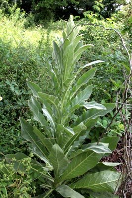 mullein