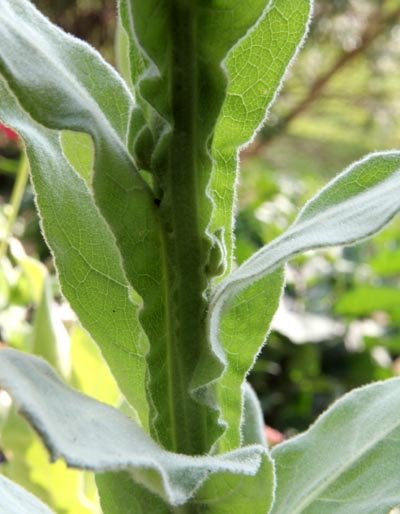 mullein