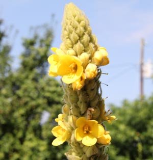 mullein