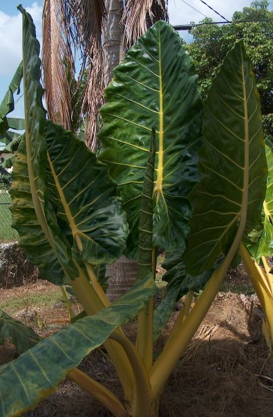 Alocasia macrorrhizos lutea