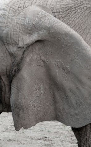 Elephant's ear