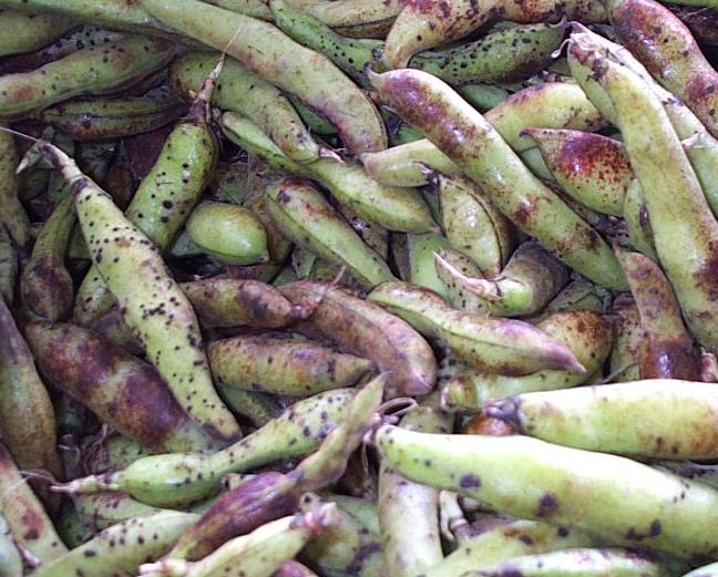 fava beans, yet another superfood