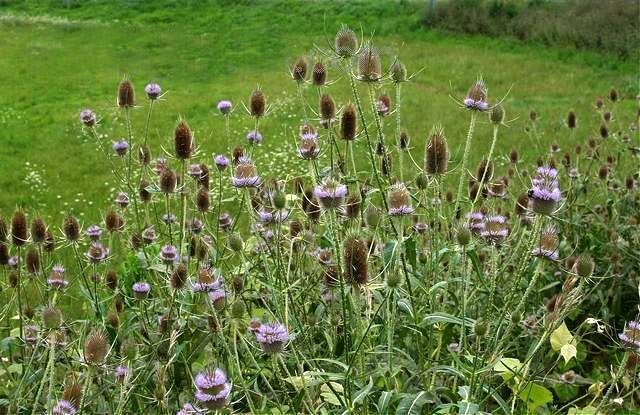 teasel