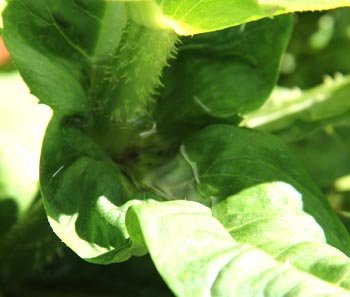 teasel