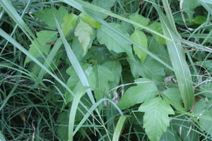 Poison Ivy copyright April Campbell