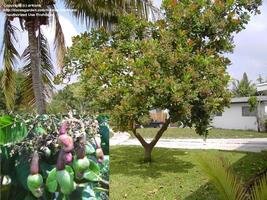 Cashew tree and Cashews DavesGarden copyrighted