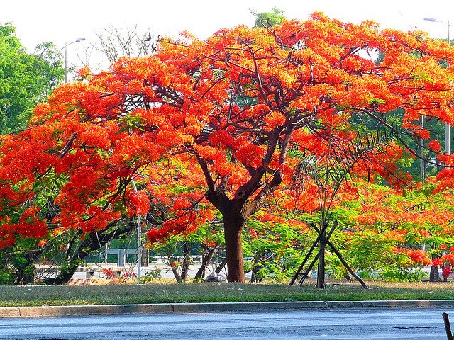 Brilliantly blooming Flamboyant Tree