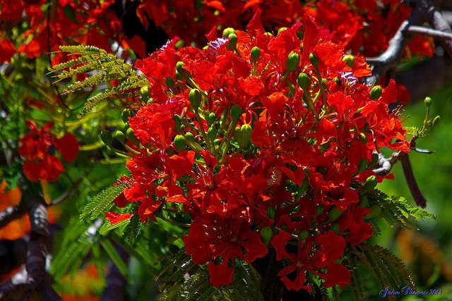 Mass of Flamboyant blooms