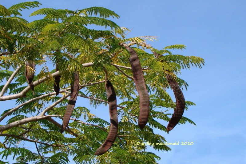Flamboyant Tree seed pods