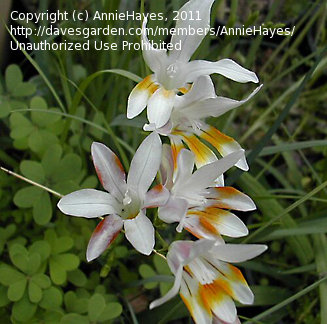 Freesia fucato c. AnniesAnnuals