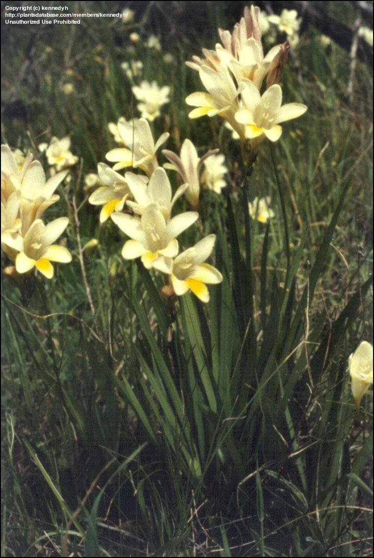 Freesia laxa are a roadside weed in Australia