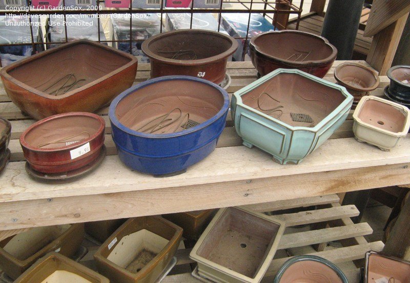 Variety of bonsai pots