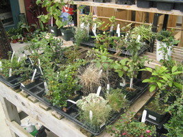 Variety of suitable bonsai plants