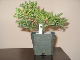 Dwarf Japanese Garden Juniper