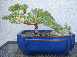 My first bonsai