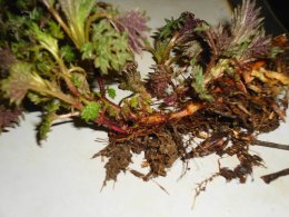 Nettle plant with roots, still covered with dirt