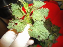 Holding a nettle tip with rubber gloves