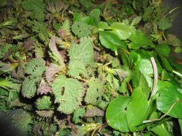 Nettle and fig buttercup leaves I picked up from the side of the road