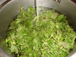 Nettle under tap water in the kitchen sink