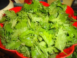 Cleaned nettle in a big bowl