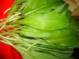 Ramsons leaves