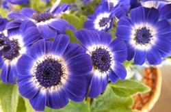 cineraria