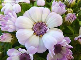 cineraria