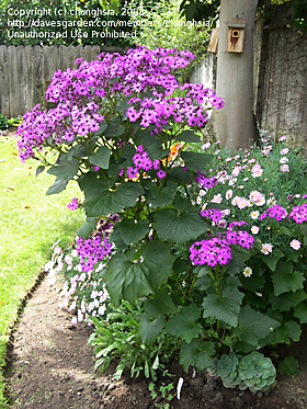 cineraria