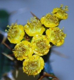 male flowers