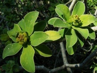 Euphorbia balsamifera