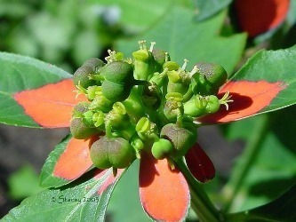 Euphorbia cyathophora