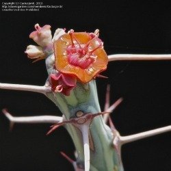 Euphorbia schizacantha male