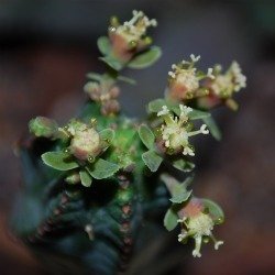 euphorbia tubiglans