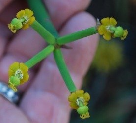 Euphorbia schimperii 