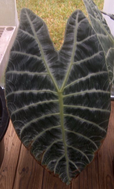 Alocasia watsoniana leaf