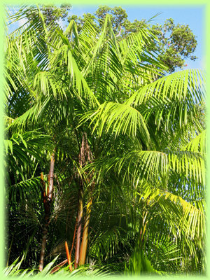 Acai palm photo by 'palmbob'
