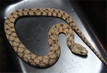 water snake 1