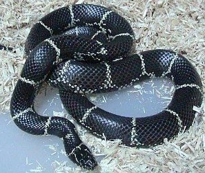 common king snake