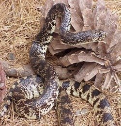 Pine snake