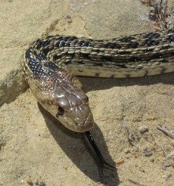 gopher snake