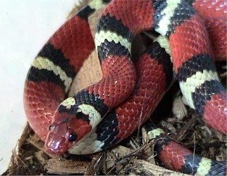 scarlet king snake