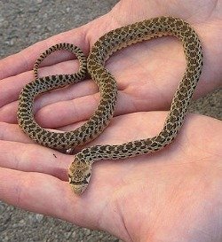 baby gopher snake