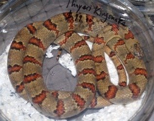 thayeri kingsnake